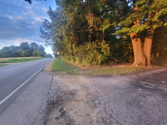 Overgrown brush and underbrush along a rural road edge before clearing