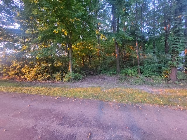 Heavy underbrush filling the tree line along a lane before clearing